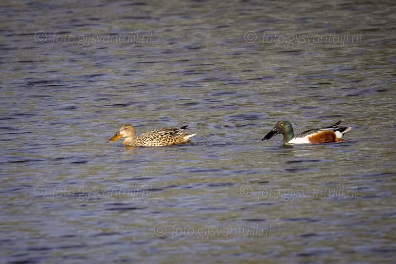 2021_04_24 Bommelerwaard